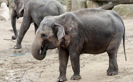 Ferrocarrileros alejarán de las vías a elefantes con zumbidos de abejas en India
