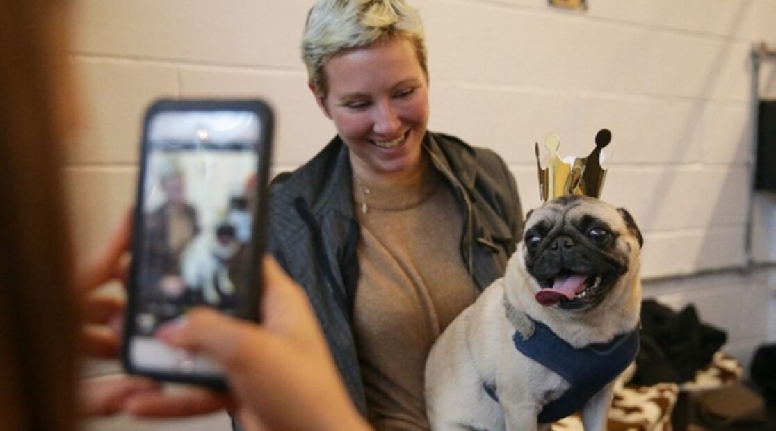 Los pug enfrentan problemas graves de salud por su hocico corto