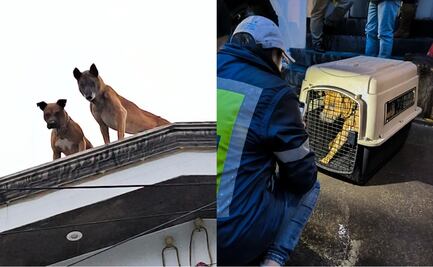 Rescatan a 2 perritos que sufrían maltrato animal en la alcaldía Álvaro Obregón; buscan un hogar digno para ellos