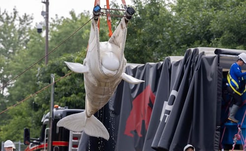 Ballenas beluga llegan a acuarios de EU; los ejemplares provienen de parque de Canadá clausurado