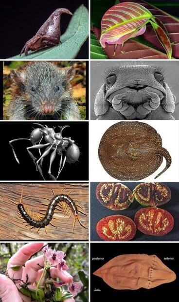 Conoce las "10 nuevas especies de 2017"