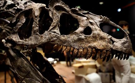 Subastan esqueleto del "abuelo" del T-Rex por millones de dólares