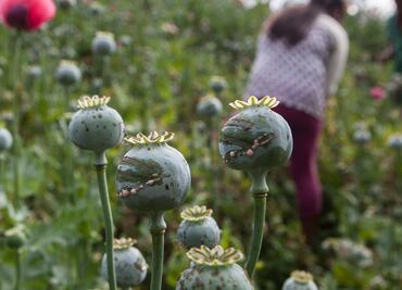 Especialistas y senadores urgen legalizar amapola con fines medicinales