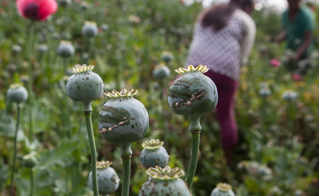 Manuel Añorve, coordinador del PRI expuso que países como Turquía, Hungría, Francia e Inglaterra legalizaron la amapola para este propósito. Foto: EL UNIVERSAL