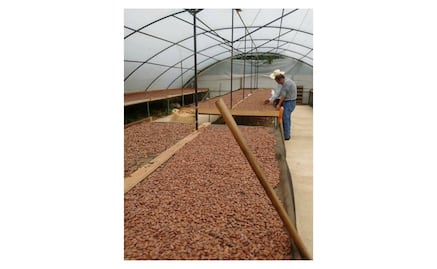 ¿Ya conoces el cacao chiapaneco?