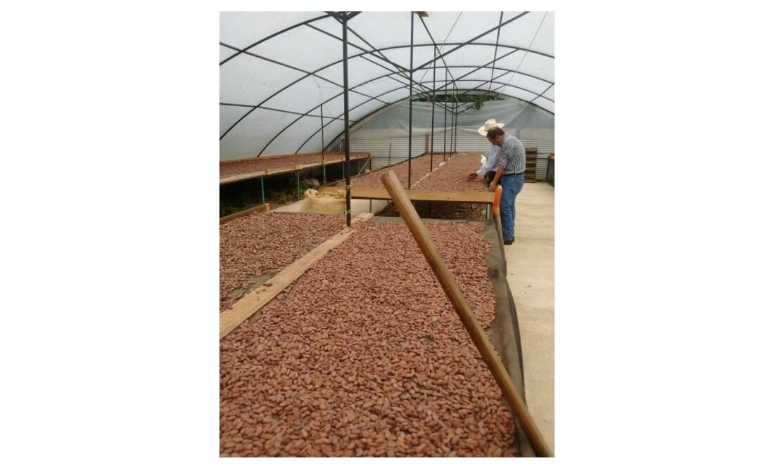 Granos de cacao antes de ser procesados.