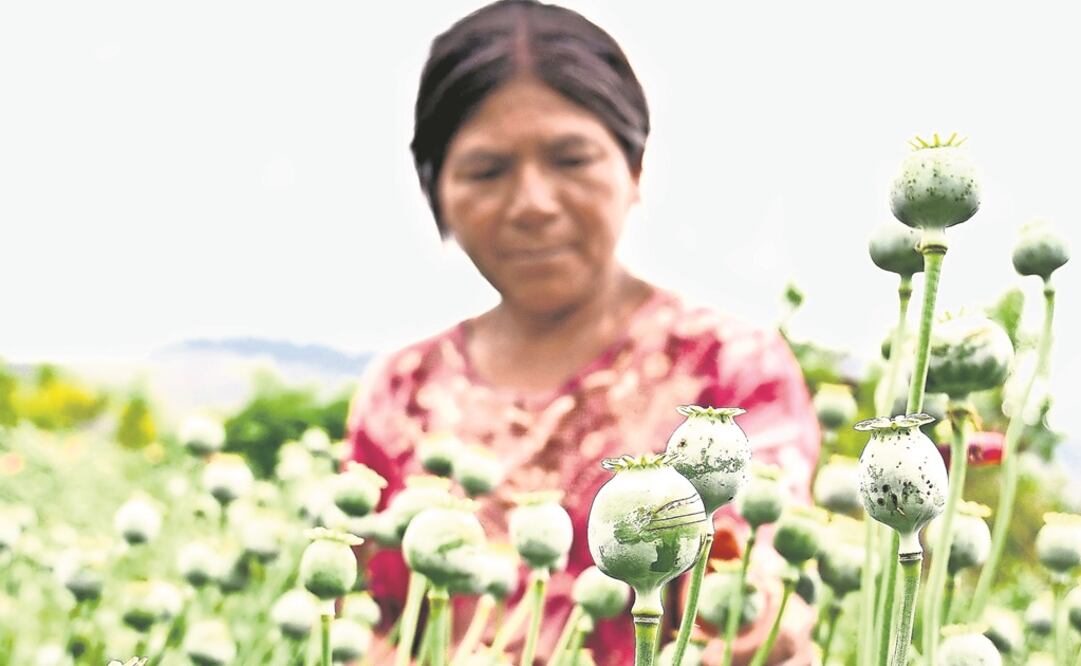 Camino a la amnistía. En el plan de seguridad de AMLO se contemplará la legalización de la siembra de amapola y amnistía para quienes la siembran, según el caso. Foto: SALVADOR CISNEROS. EL UNIVERSAL