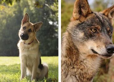Hallazgo San Juan de Aragón: ¿Cuál es la diferencia entre un perro y un lobo?
