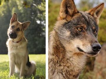 Hallazgo San Juan de Aragón: ¿Cuál es la diferencia entre un perro y un lobo?