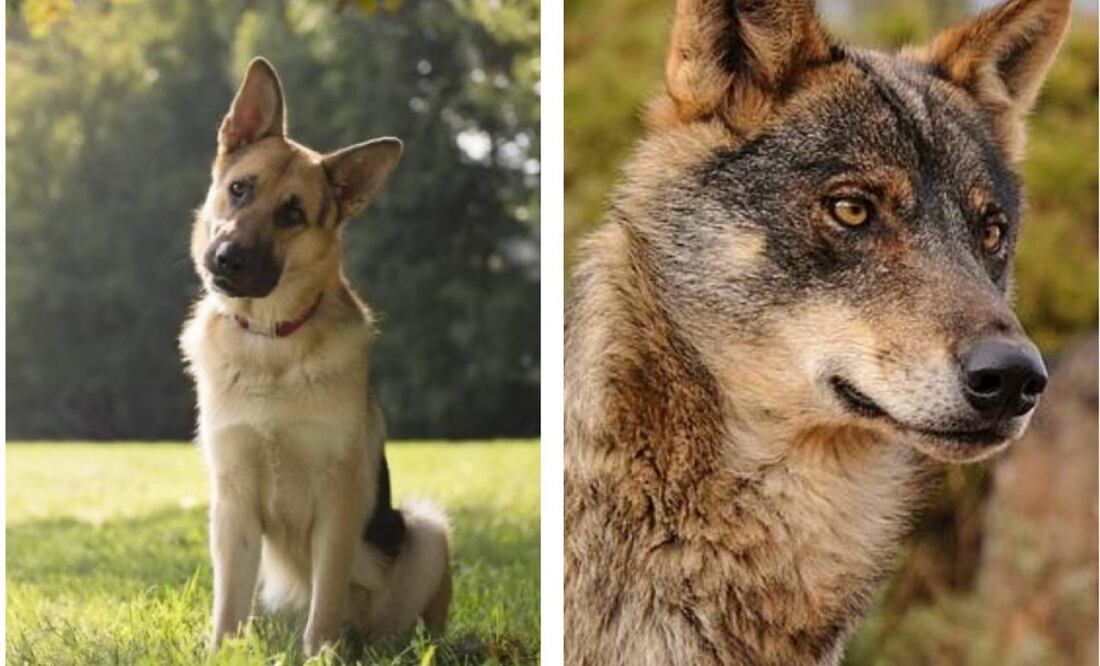 Diferencia entre un perro y lobo. Foto: Archivo / EL UNIVERSAL y redes sociales