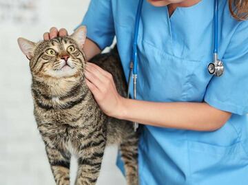 Conoce si un gato puede morir por un absceso, según veterinaria