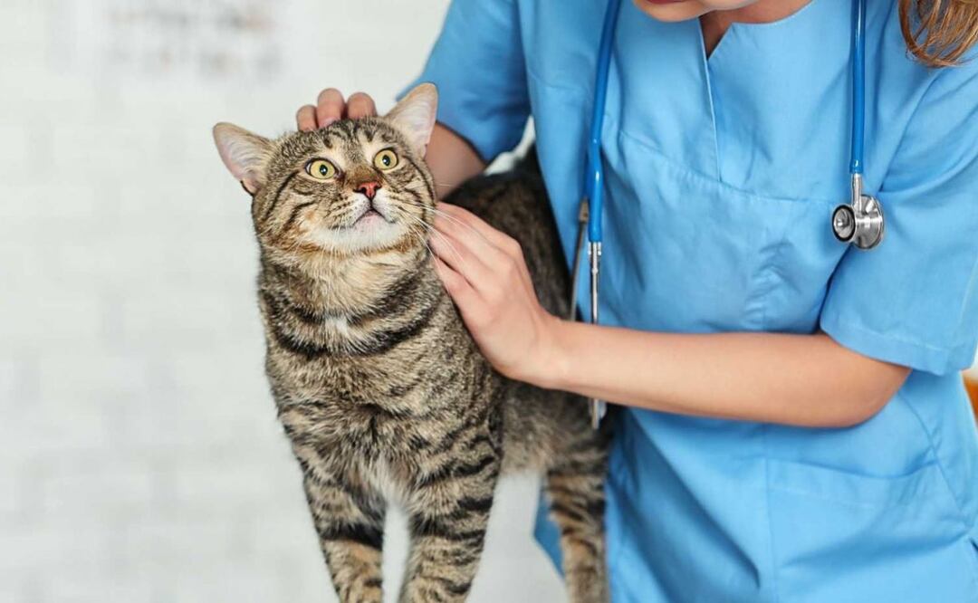 Es crucial no ignorar los signos y actuar de manera rápida para asegurar el bienestar de tu Gato. Fuente: Freepik.