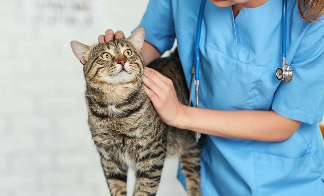 Es crucial no ignorar los signos y actuar de manera rápida para asegurar el bienestar de tu Gato. Fuente: Freepik.