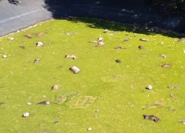 Abren investigación por muerte de 100 perritos en laguna de líquidos tóxicos en Edomex