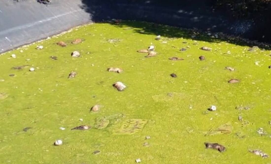 Más de 100 perros muertos fueron encontrados en el interior de la laguna de lixiviados del relleno sanitario de Amecameca