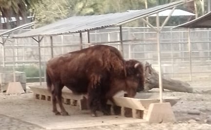Fallece "La diabla", bisonta veiteañera en Zoológico de Chapultepec 