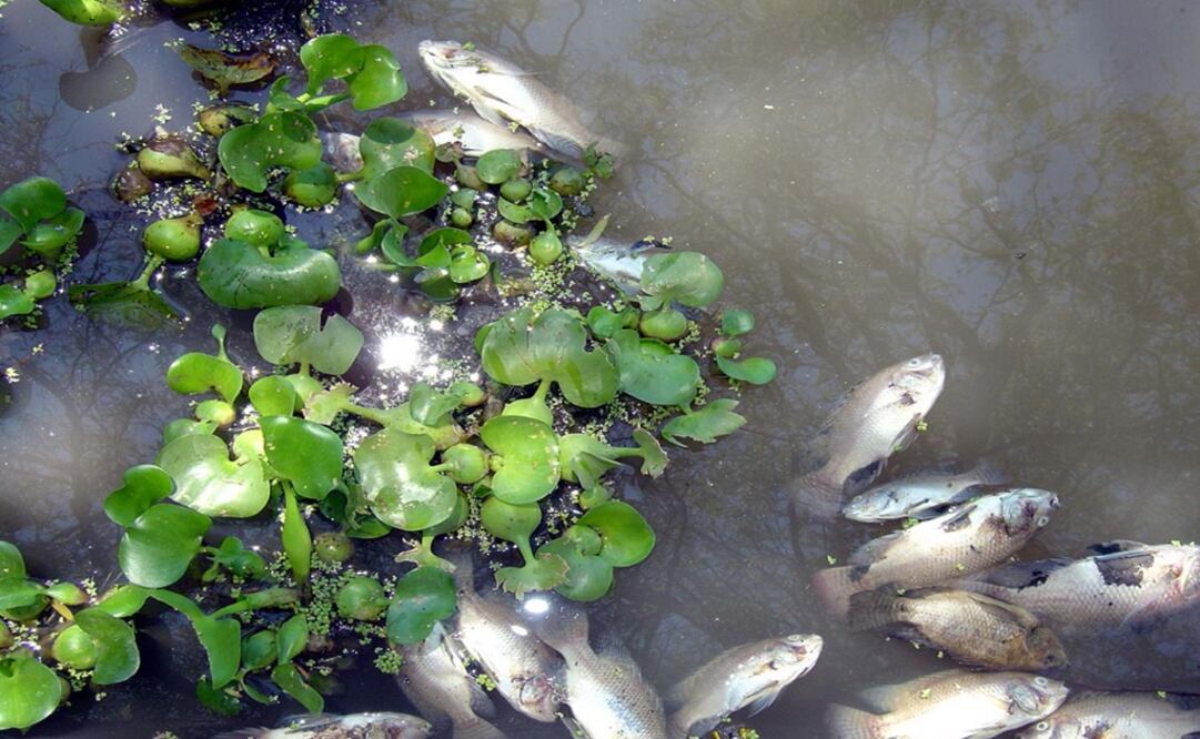 Dozens of species are in danger for Grupo México's spill of sulfuric acid - Photo: José Martínez/EL UNIVERSAL