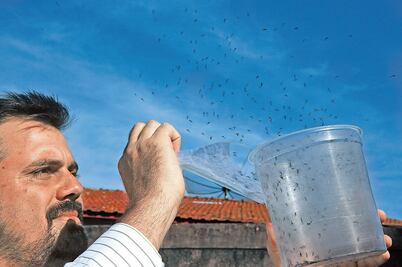 Brasil confirma casos de zika por transfusión