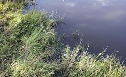 Hallan cadáver en canal de riego en Valle de Chalco