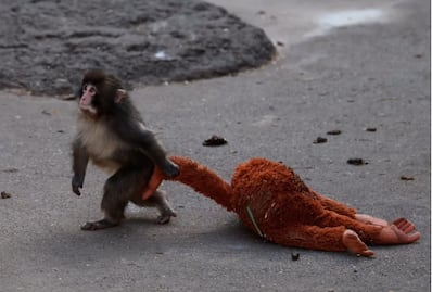 PETA exige traslado del macaco japonés "Punch" a un santuario; denuncian trauma por cautiverio en zoológico de Ichikawa