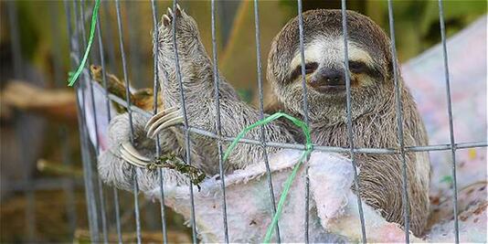 La historia del capo del tráfico de osos perezosos 