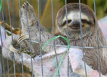 La historia del capo del tráfico de osos perezosos