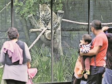 Capacitan a personal de zoológicos de CDMX en manejo animal