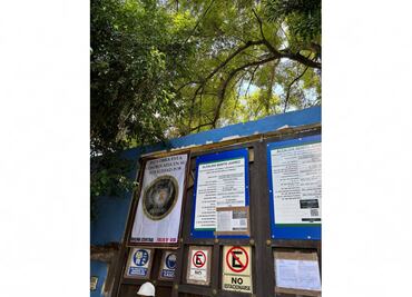 Constructora intenta talar a “Eugenito” en la colonia Del Valle, alertan vecinos; está situado cerca de fresno declarado Patrimonio Natural