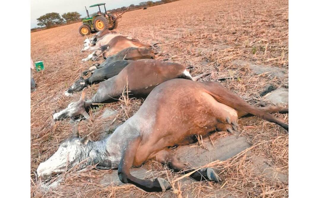En el mundo, 2 mil millones padecen falta de agua. Foto: ARCHIVO EL UNIVERSAL