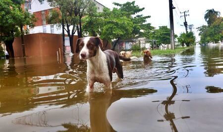 FOTOS: Lomitos, los otros afectados por las torrenciales lluvias de “John” en Acapulco
