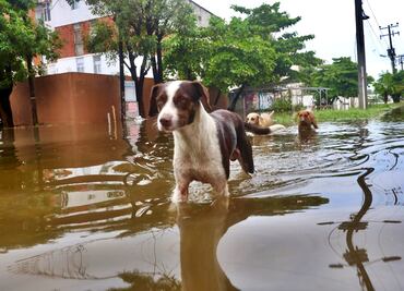 FOTOS: Lomitos, los otros afectados por las torrenciales lluvias de “John” en Acapulco