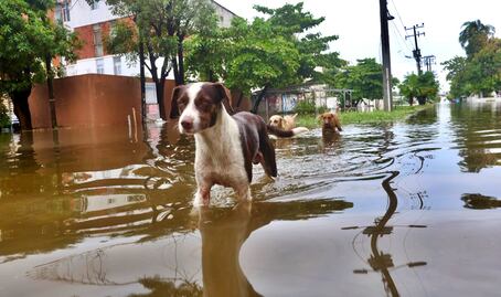 FOTOS: Lomitos, los otros afectados por las torrenciales lluvias de “John” en Acapulco
