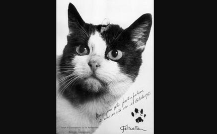 Piden reconocimiento para el único gato que fue al espacio