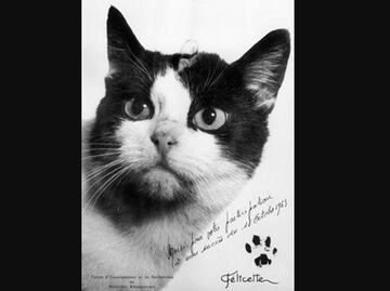 Piden reconocimiento para el único gato que fue al espacio