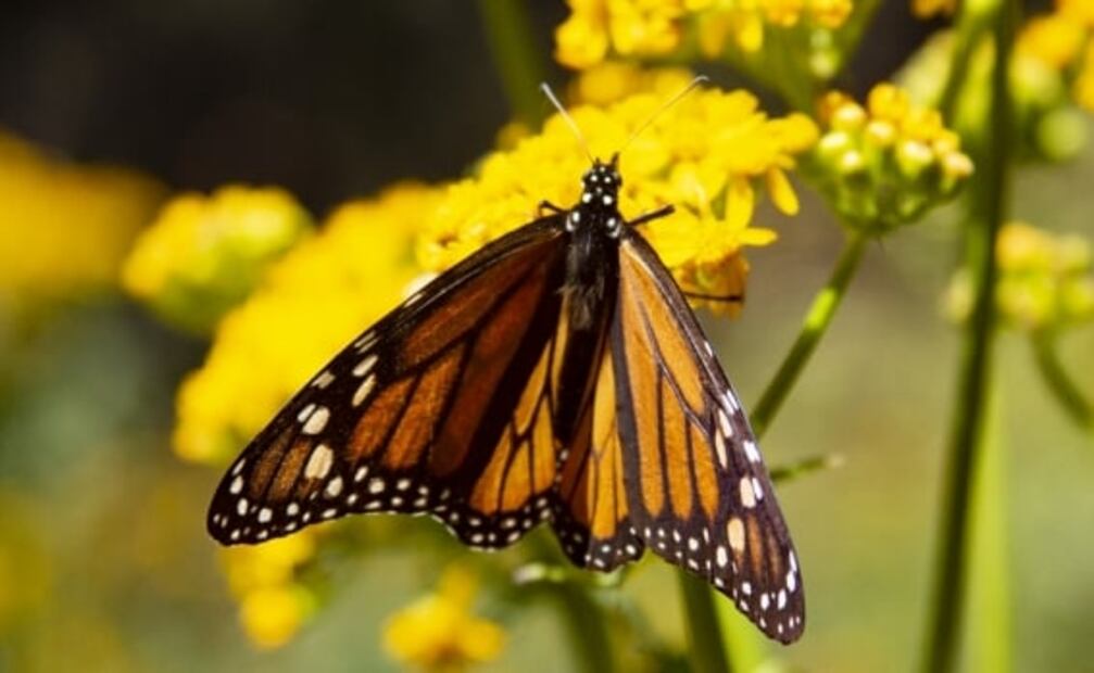 Ante falta de néctar, mariposas monarcas reducen su presencia en México