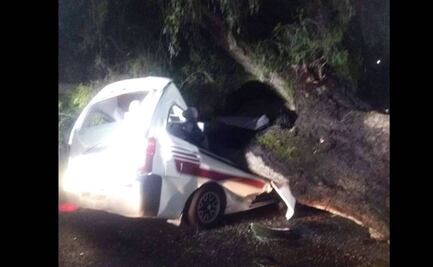 Video. Árbol aplasta combi en Tlalnepantla; chofer muere y una mujer resulta lesionada  