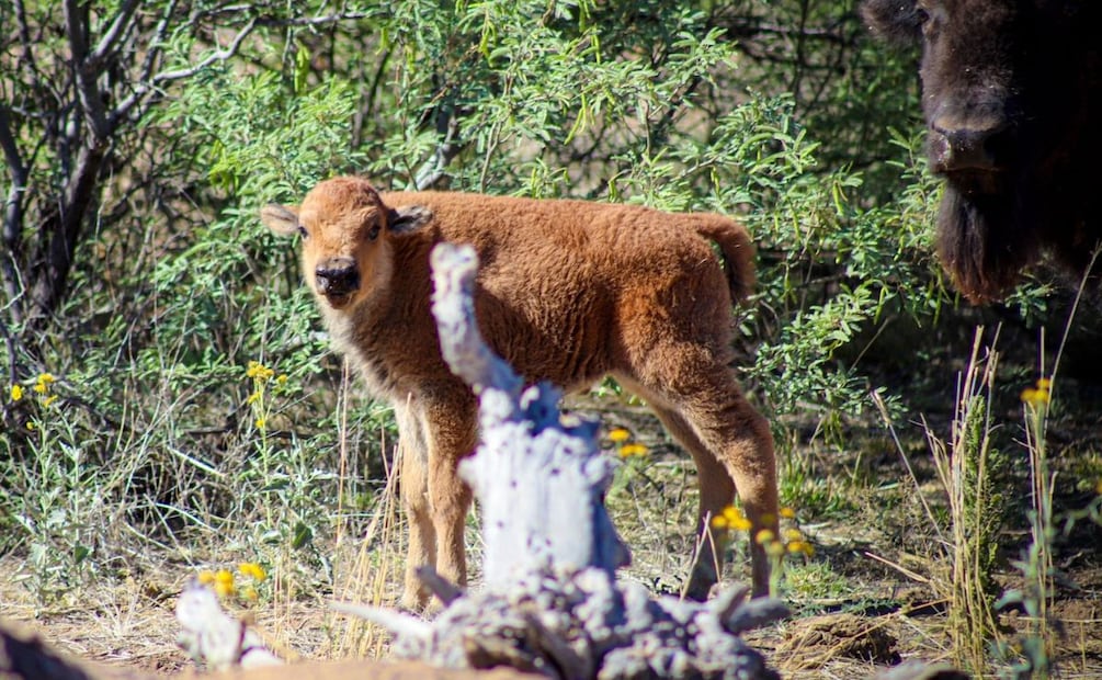 La secretaria Alicia Bárcena explicó que en Sonora no había presencia de bisontes desde hace 200 años. | Foto: Especial.
