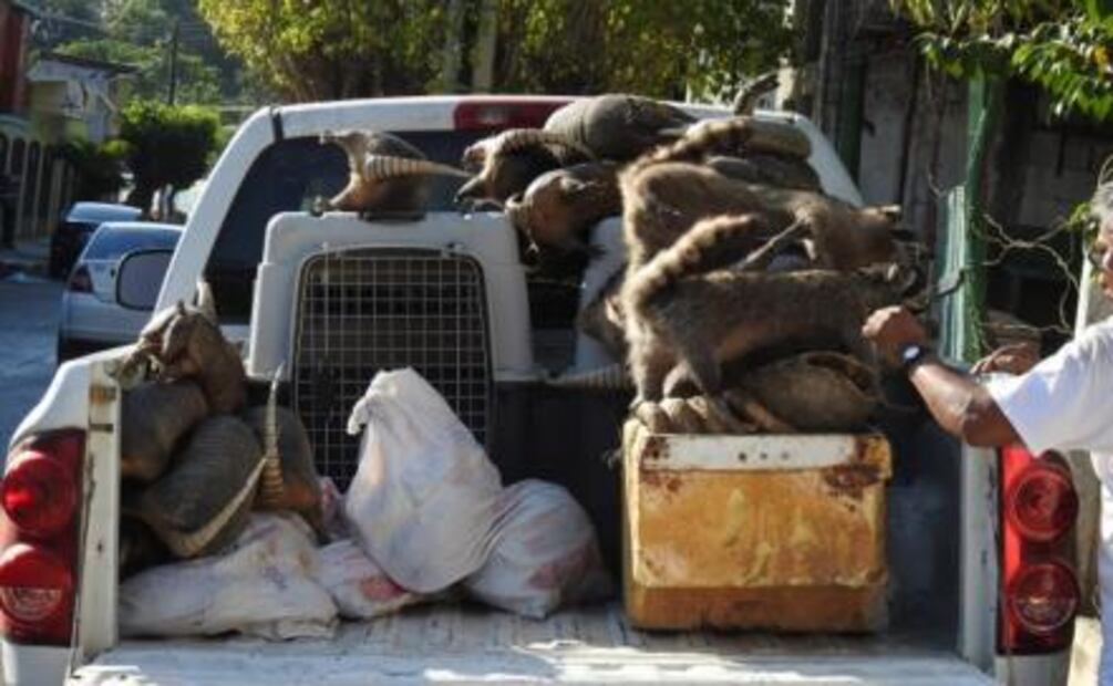 Aseguran en Guerrero 180 ejemplares de vida silvestre