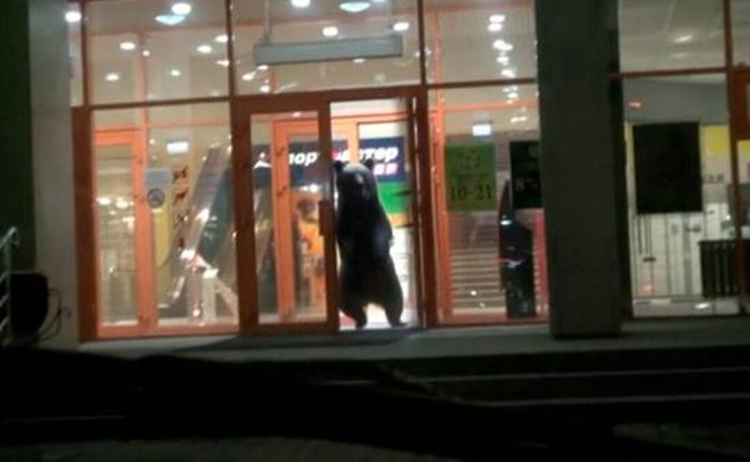 Matan en Rusia a oso que entró a centro comercial