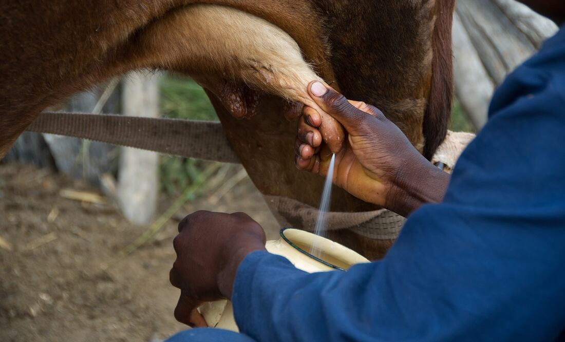 De mantenerse la sequía en el país, la producción de leche puede caer entre 5% y 10% en el 2024, estimó el presidente de Femeleche, Vicente Gómez Cobo. Foto: Pixabay