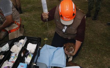 Rescatan a los dos perros que cayeron en socavón de Puebla