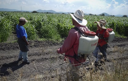 Secretarías de Economía y de Agricultura anuncian medidas para disminuir el uso de glifosato en México 