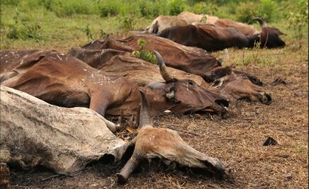 Alertan por muerte masiva de ganado en Tabasco