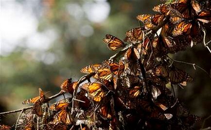 Monarch butterflies survive severe cold snap