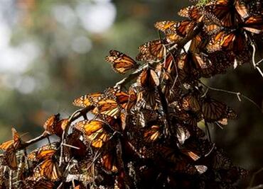 Monarch butterflies survive severe cold snap
