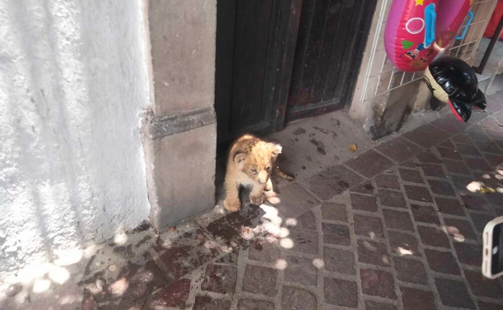 Se ve al lugarteniente del CJNG socializar con los pobladores. también se exhibe sobre la banqueta al ejemplar de león. Foto: especial