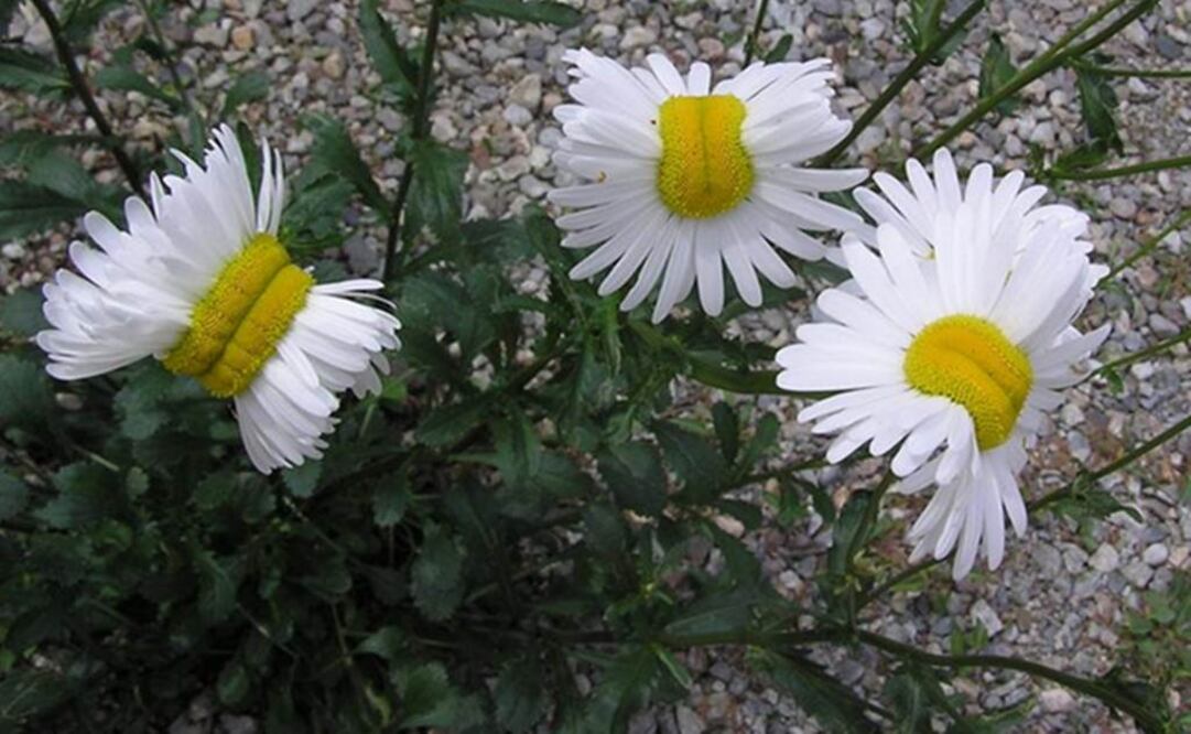 La imagen fue difundida el pasado 21 de julio por Twitter. Foto: @San _kaido