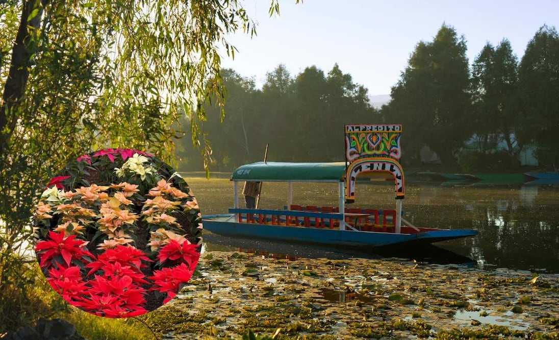 Fotos: Viridiana Rivera. Pexels y Víctor Violante