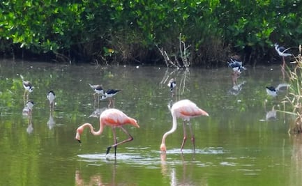Grupo de flamingos sorprenden a veracruzanos en la Laguna de Mandinga