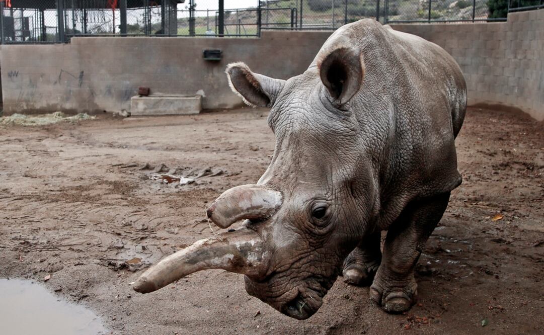 Sudán es el último rinoceronte blanco del norte macho. (FOTO: Especial)